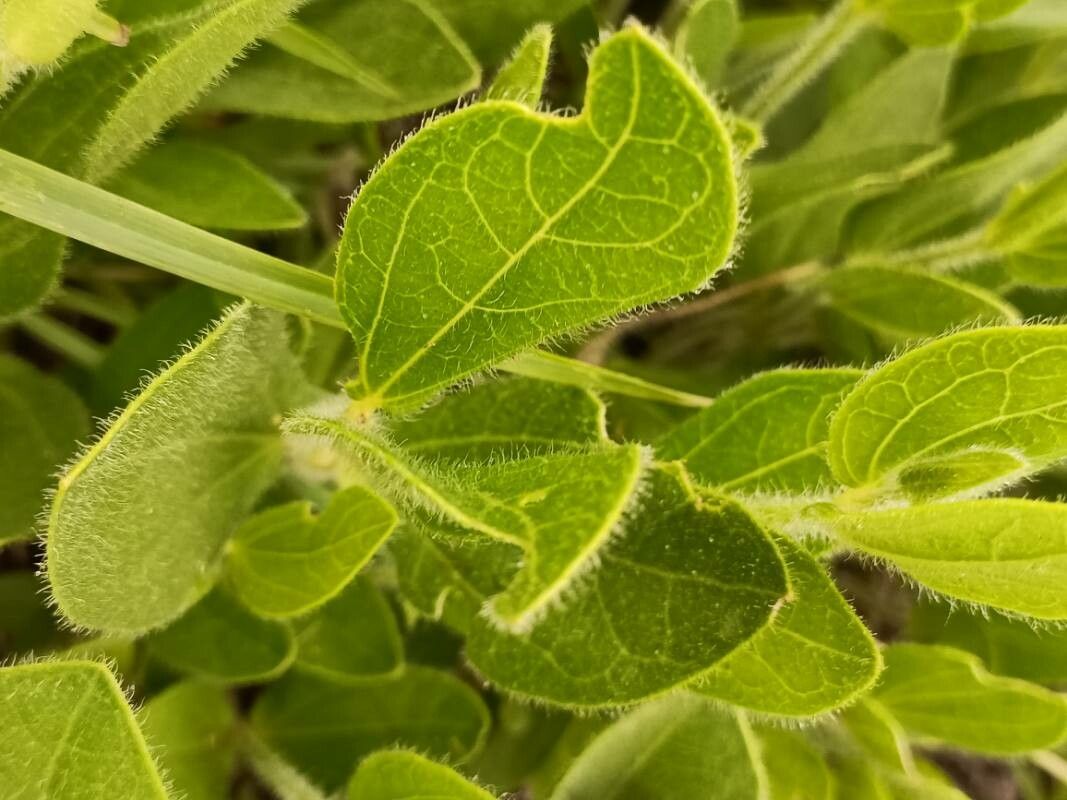 Thunbergia atriplicifolia leaf