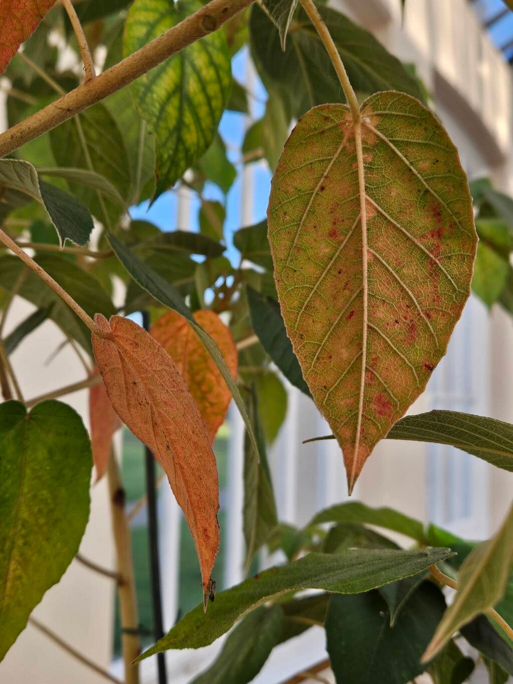 Melhania erythroxylon — houseplant care guide