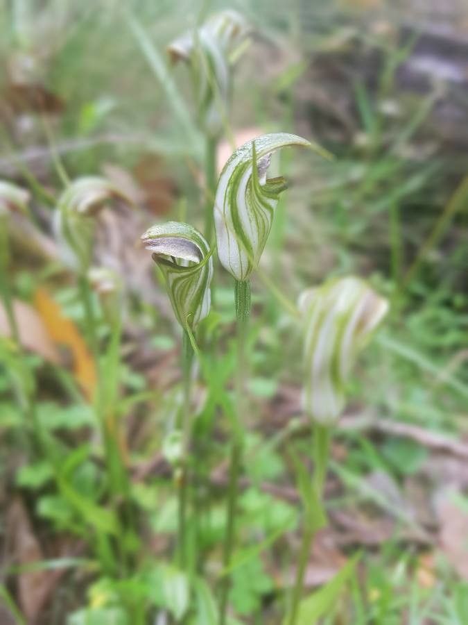 Pterostylis ophioglossa flower