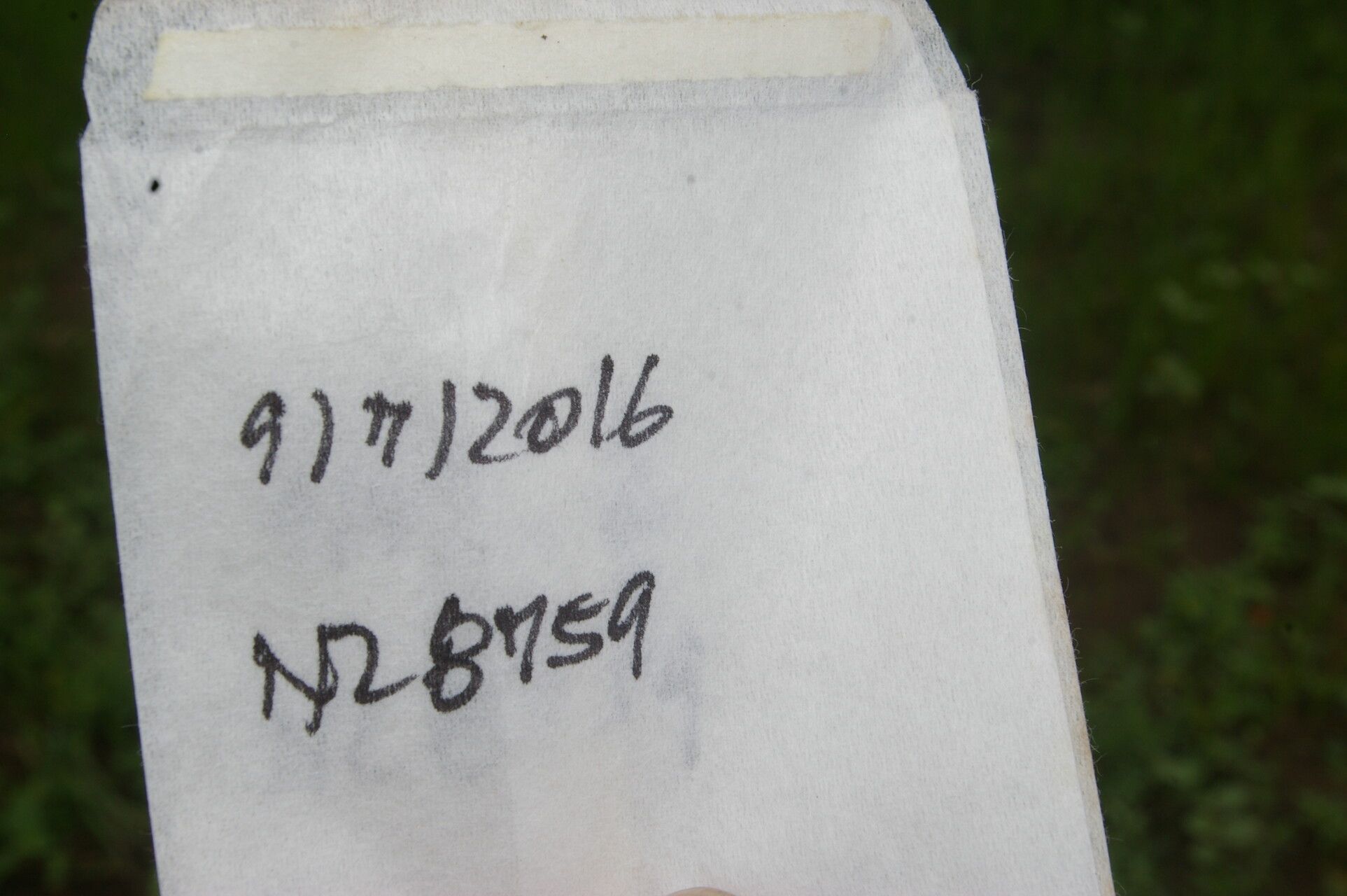 Heliotropium filiforme other