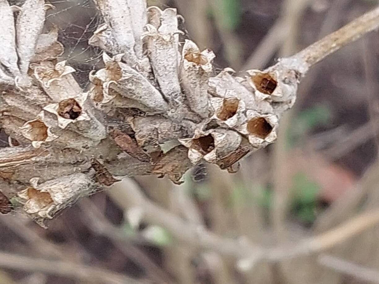 Colquhounia vestita fruit