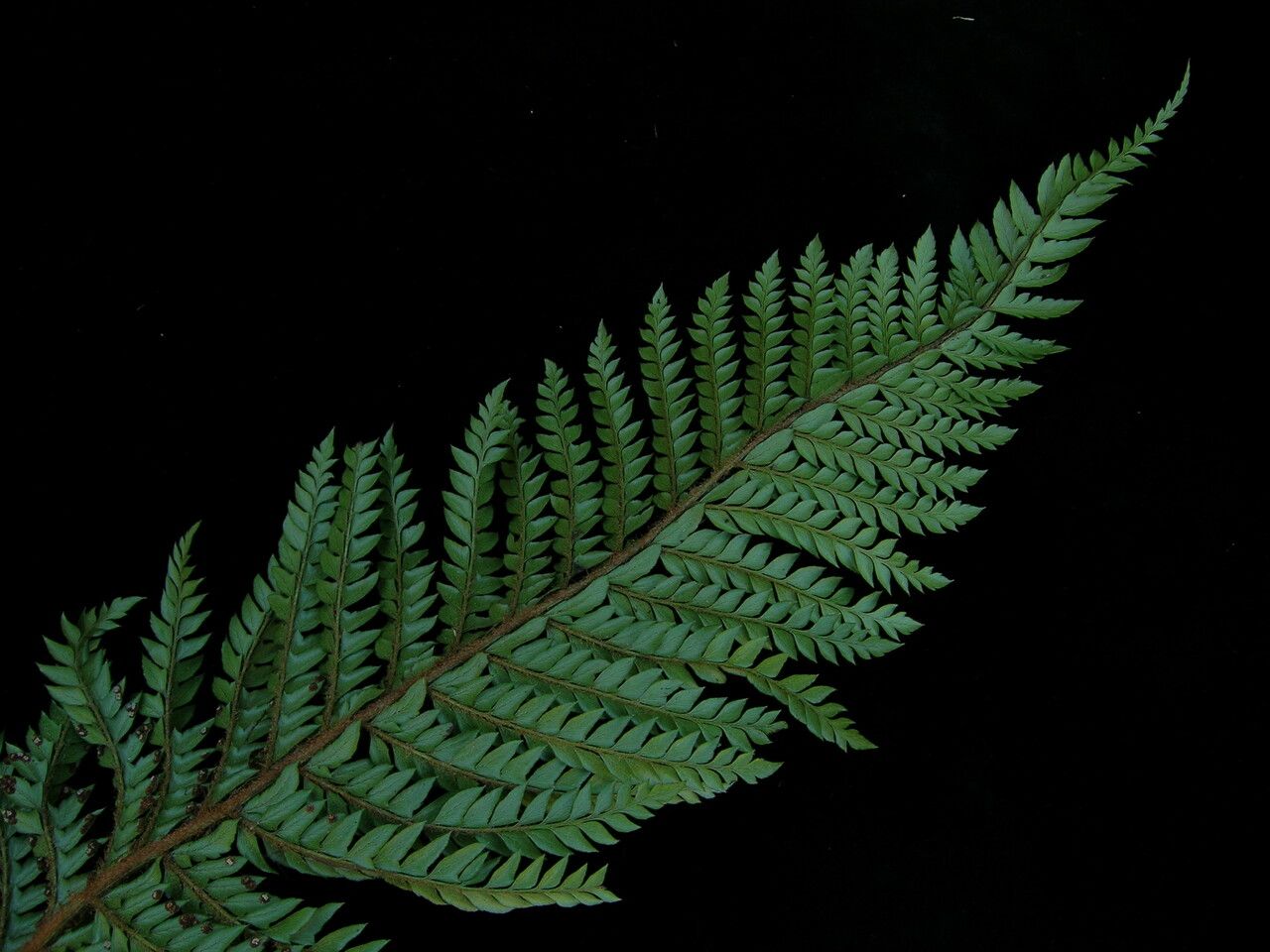 Polystichum squarrosum — houseplant care guide