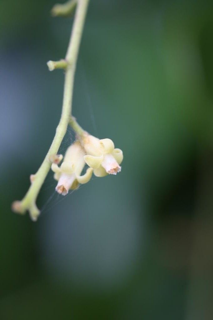 Dysoxylum canalense flower