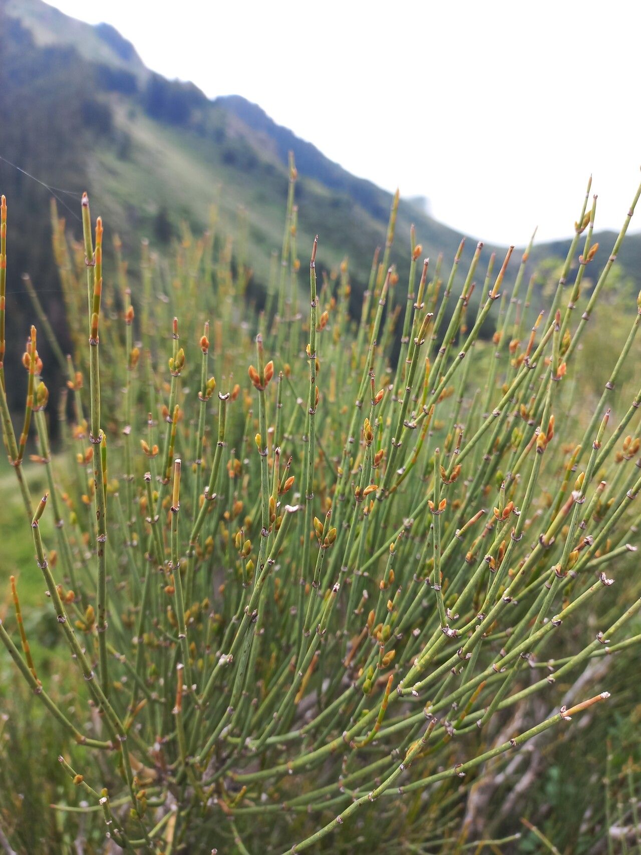 Ephedra lomatolepis fruit