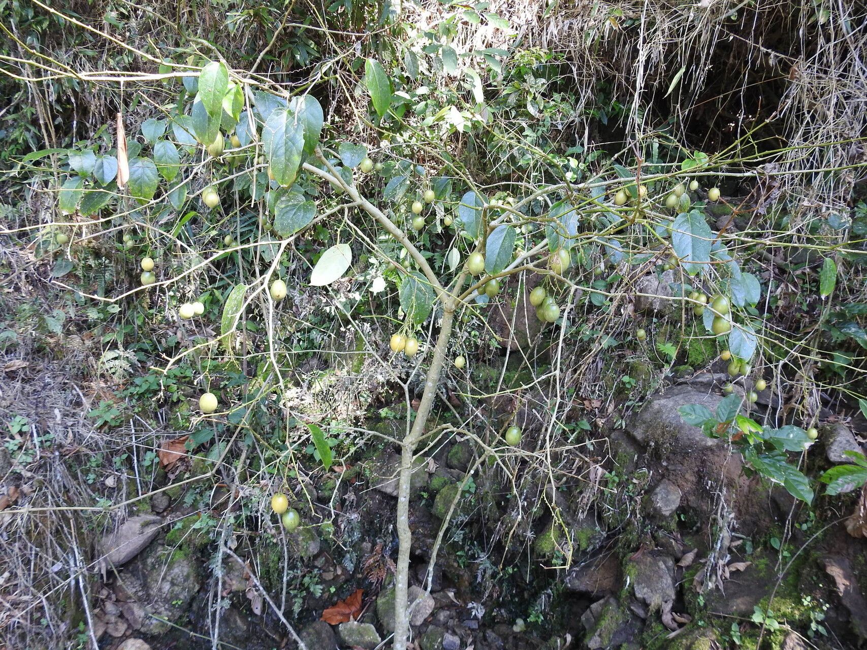 Solanum diploconos — houseplant care guide