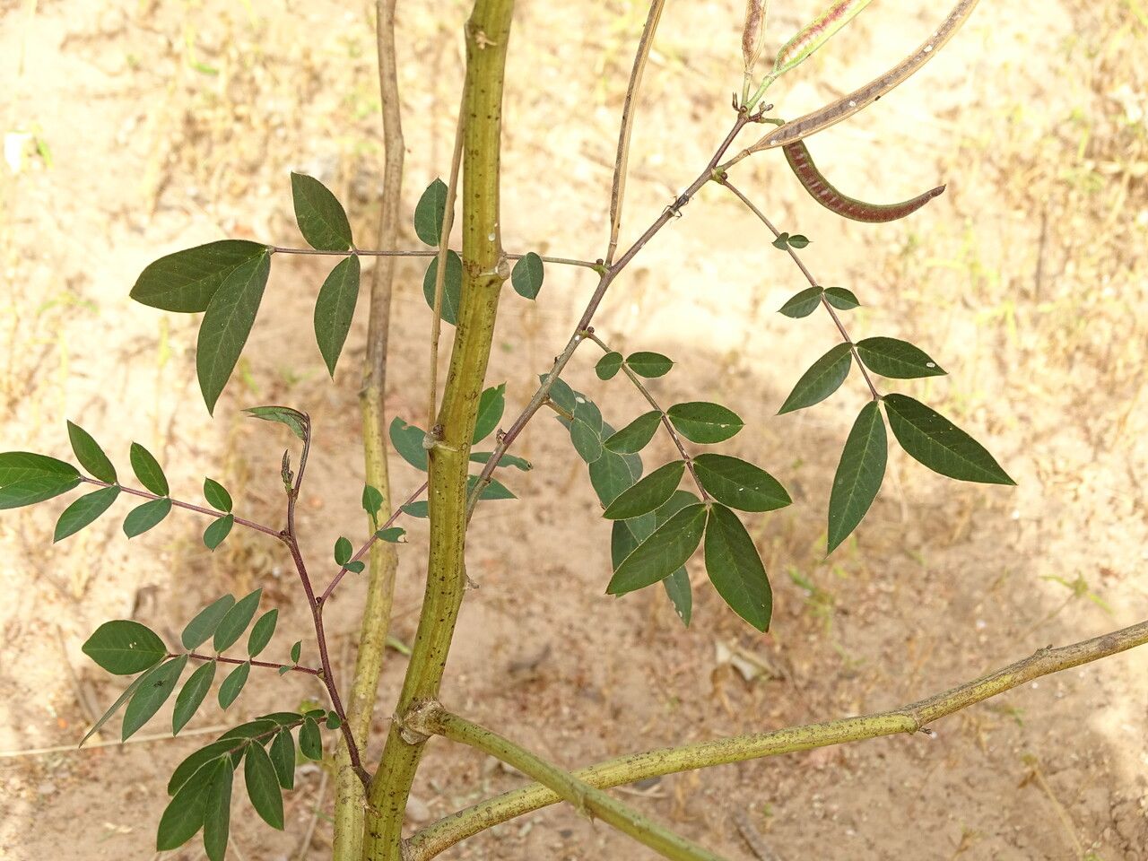 Cassia occidentalis leaf