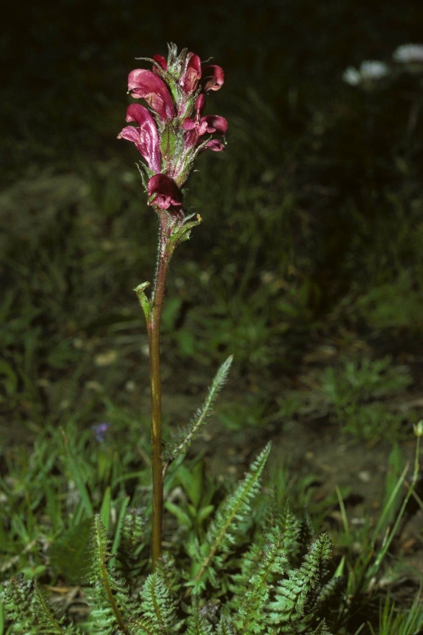 Pedicularis cystopteridifolia habit