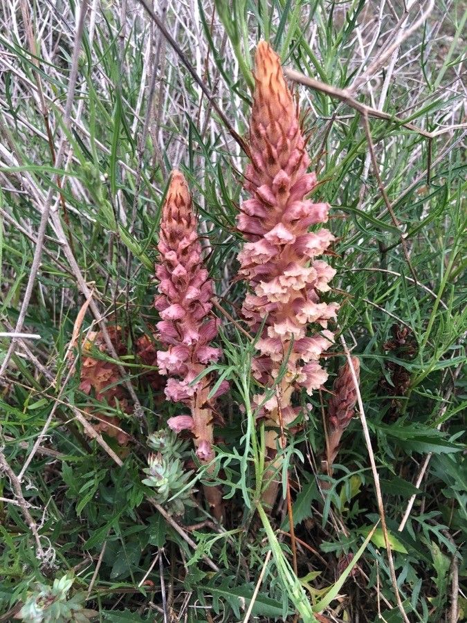 Orobanche rapum-genistae leaf