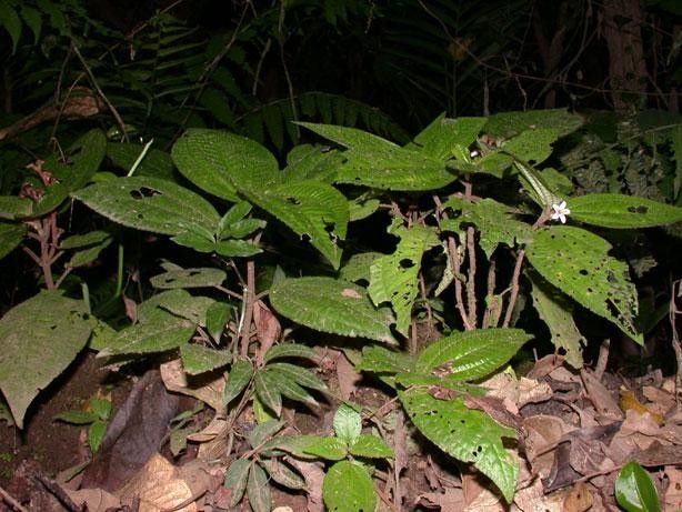 Triolena hirsuta habit