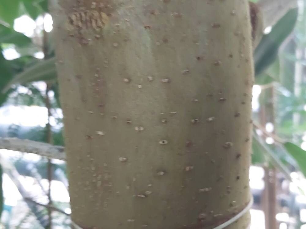 Ficus lapathifolia bark