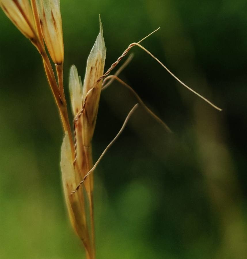 Helictochloa pratensis fruit