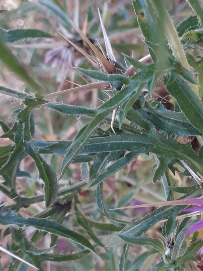 Centaurea calcitrapa leaf