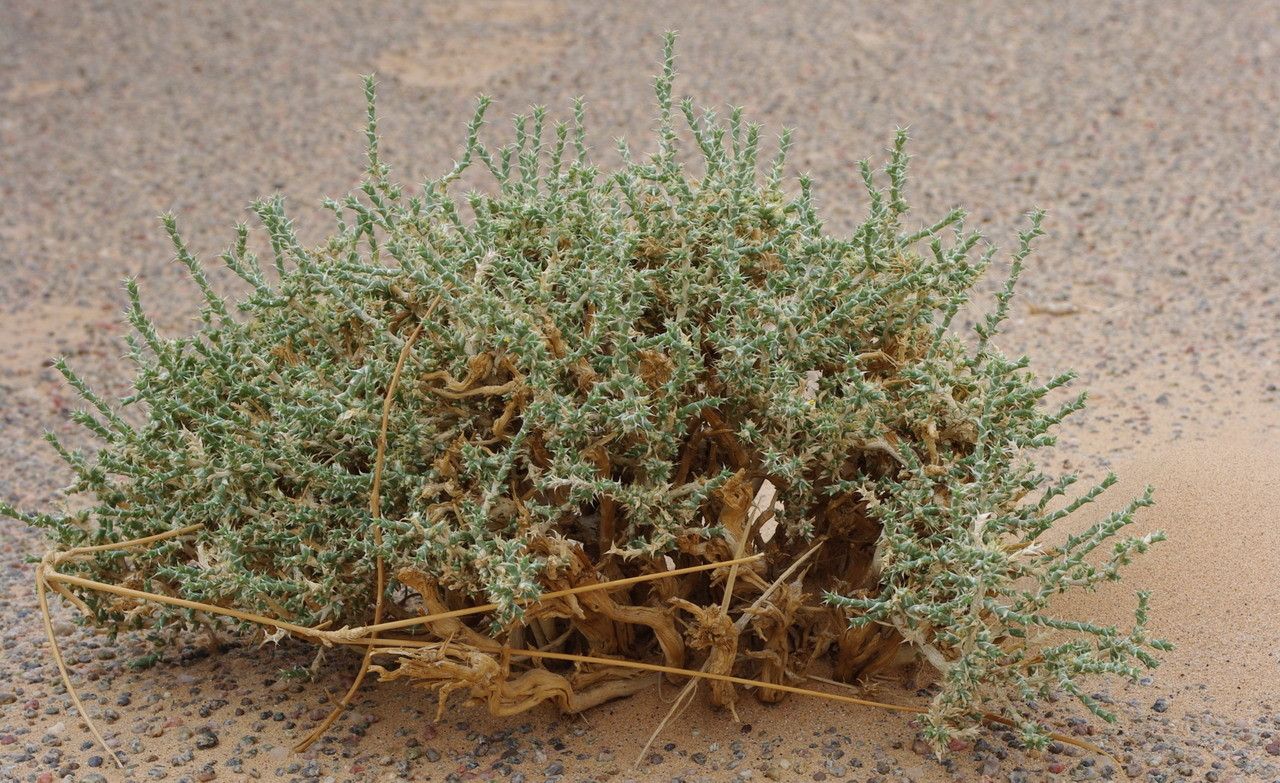 Cornulaca monacantha habit