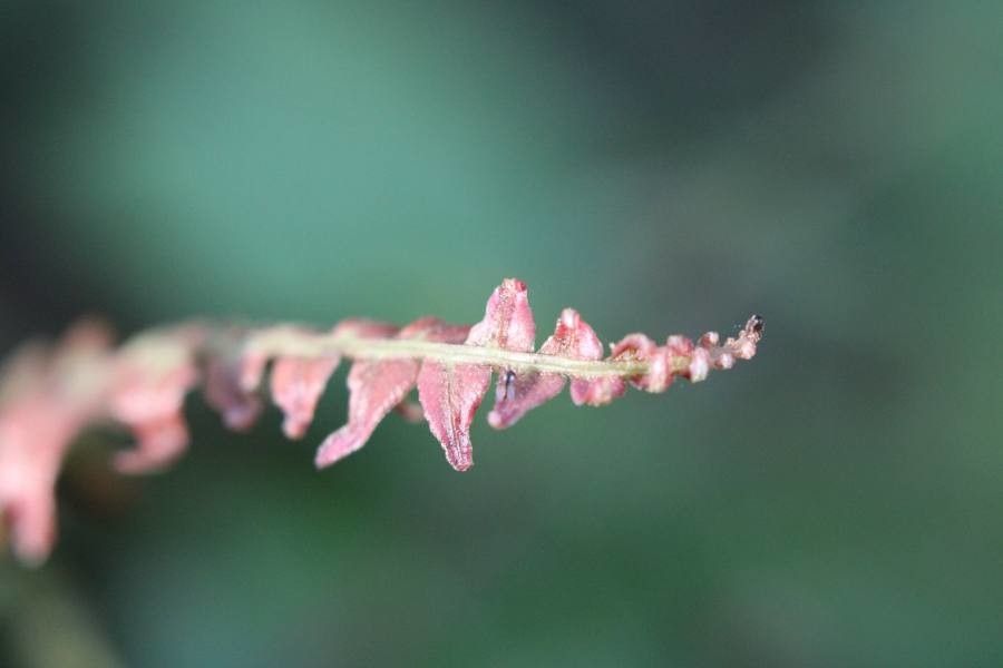 Blechnum polypodioides leaf