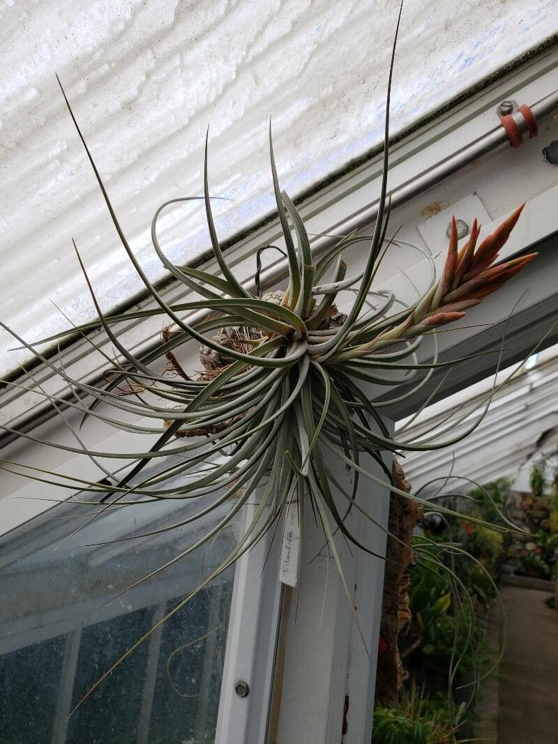 Tillandsia vernicosa habit