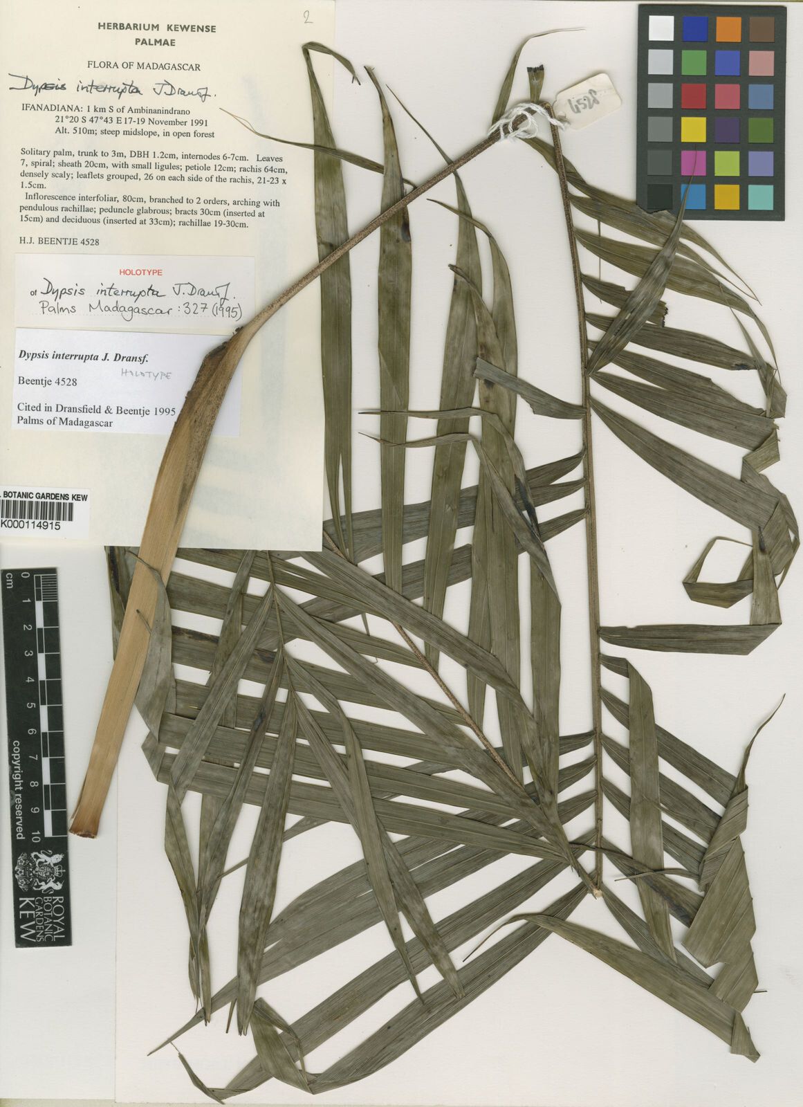 Dypsis interrupta — search result for 'Dypsis'