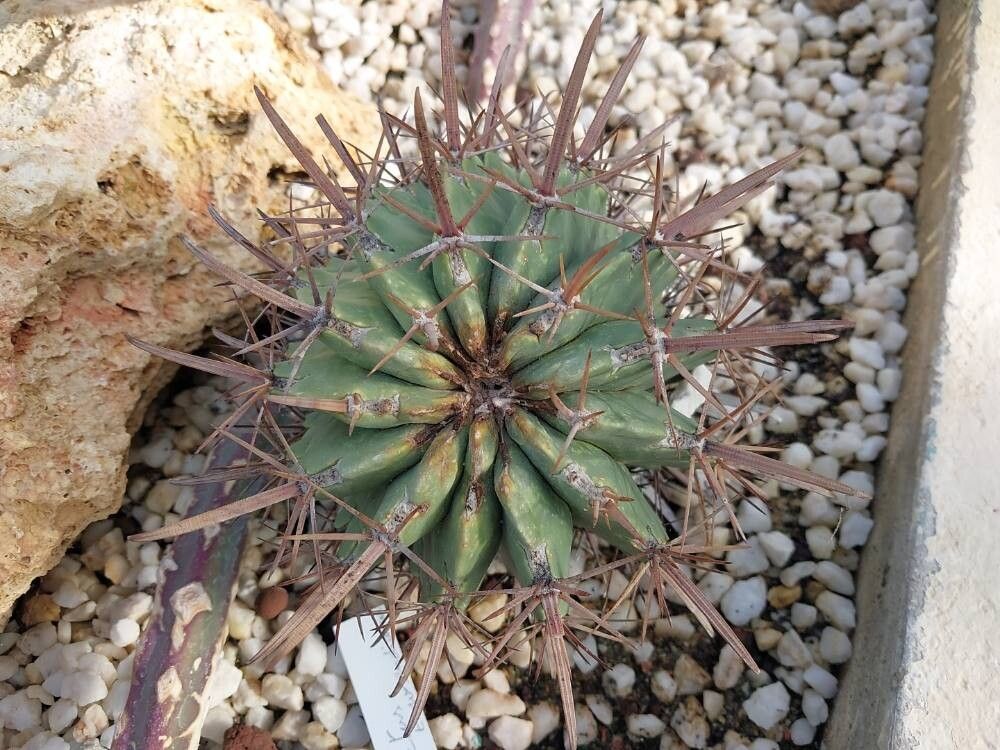 Ferocactus townsendianus — houseplant care guide