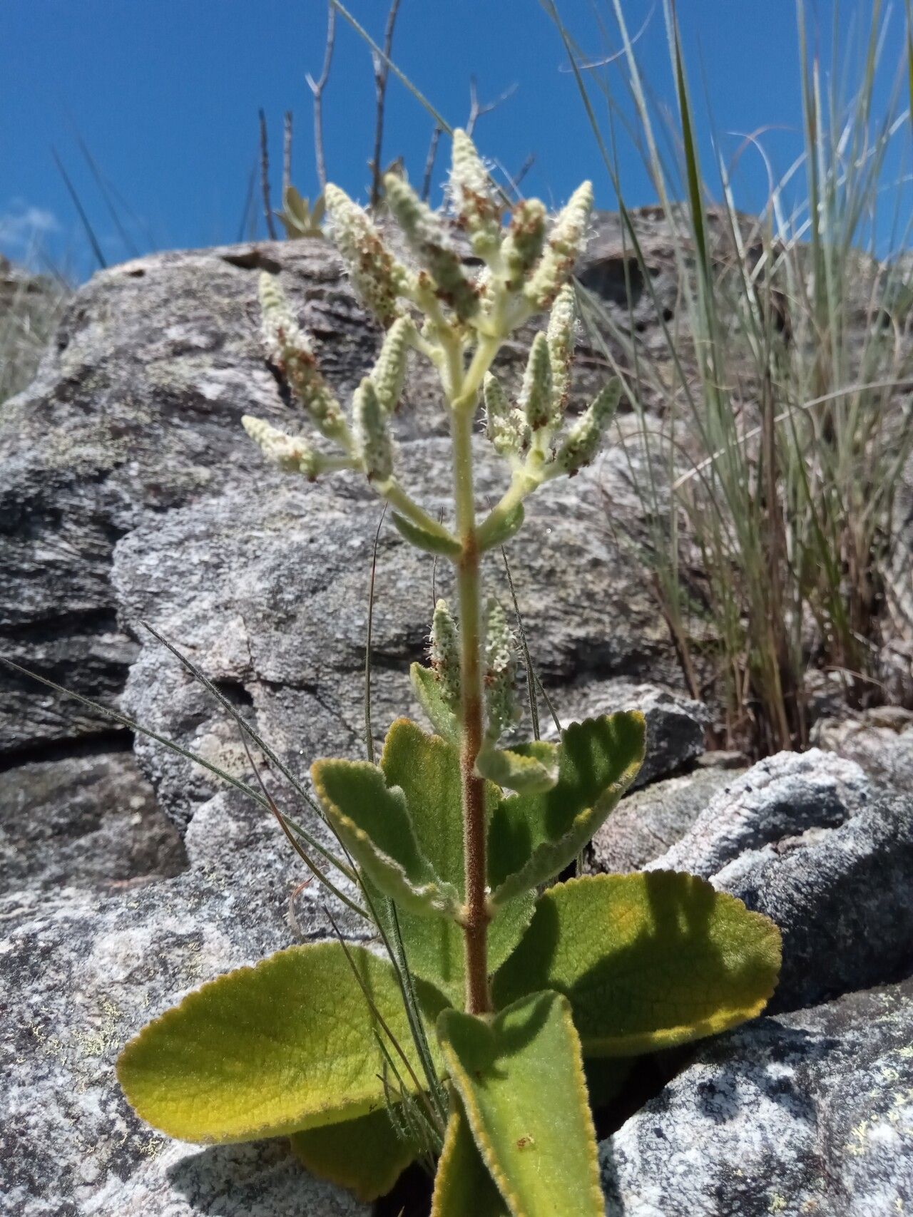 Tetradenia clementiana habit