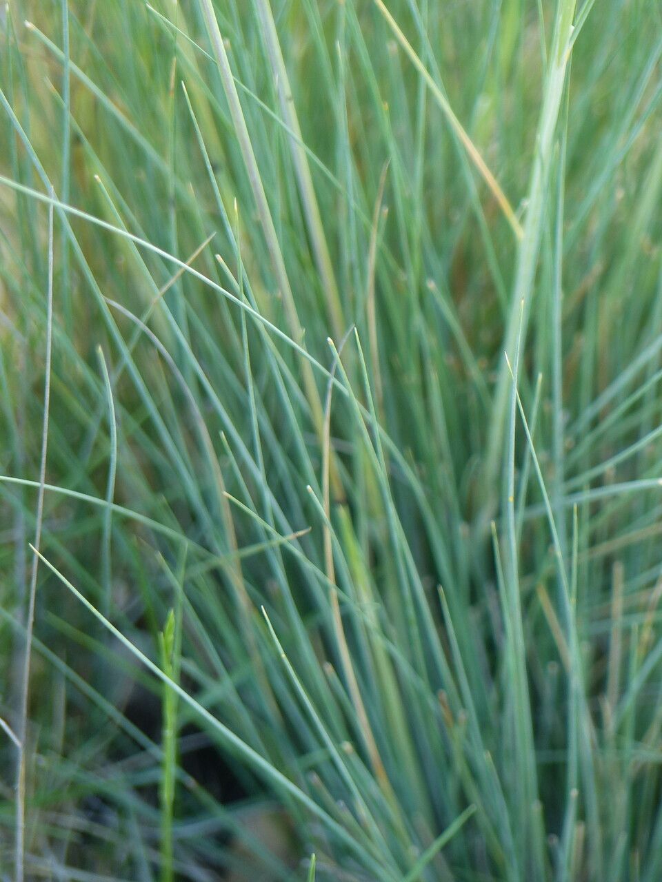 Stipa juncea — search result for 'Stipa'