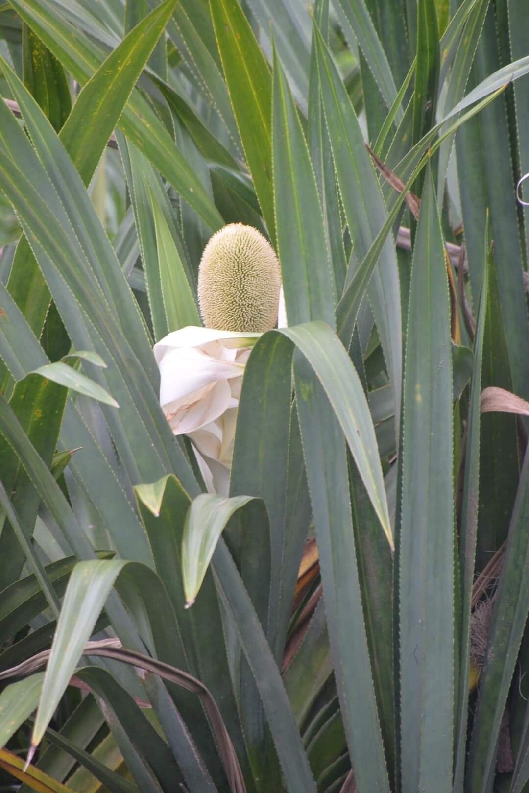 Pandanus peyrierasii — houseplant care guide