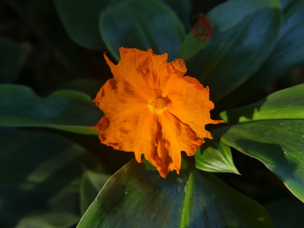 Chamaecostus cuspidatus flower