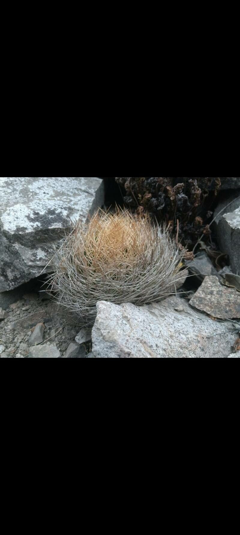 Eriosyce rodentiophila — houseplant care guide