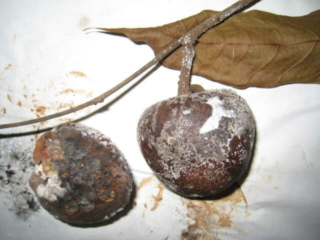 Fusaea longifolia other