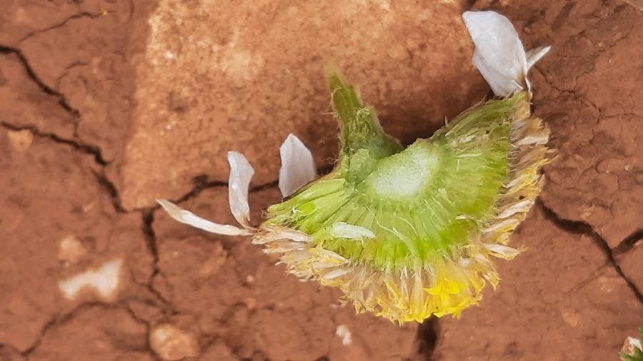 Anacyclus clavatus fruit