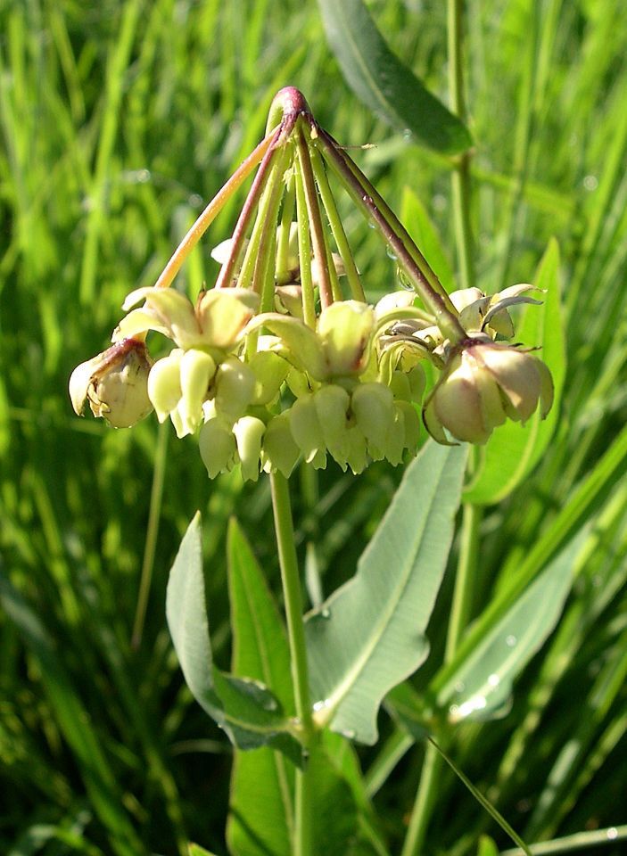 Asclepias meadii — search result for 'Asclepias'