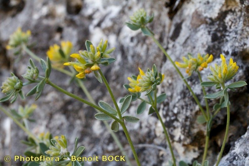 Anthyllis ramburei other