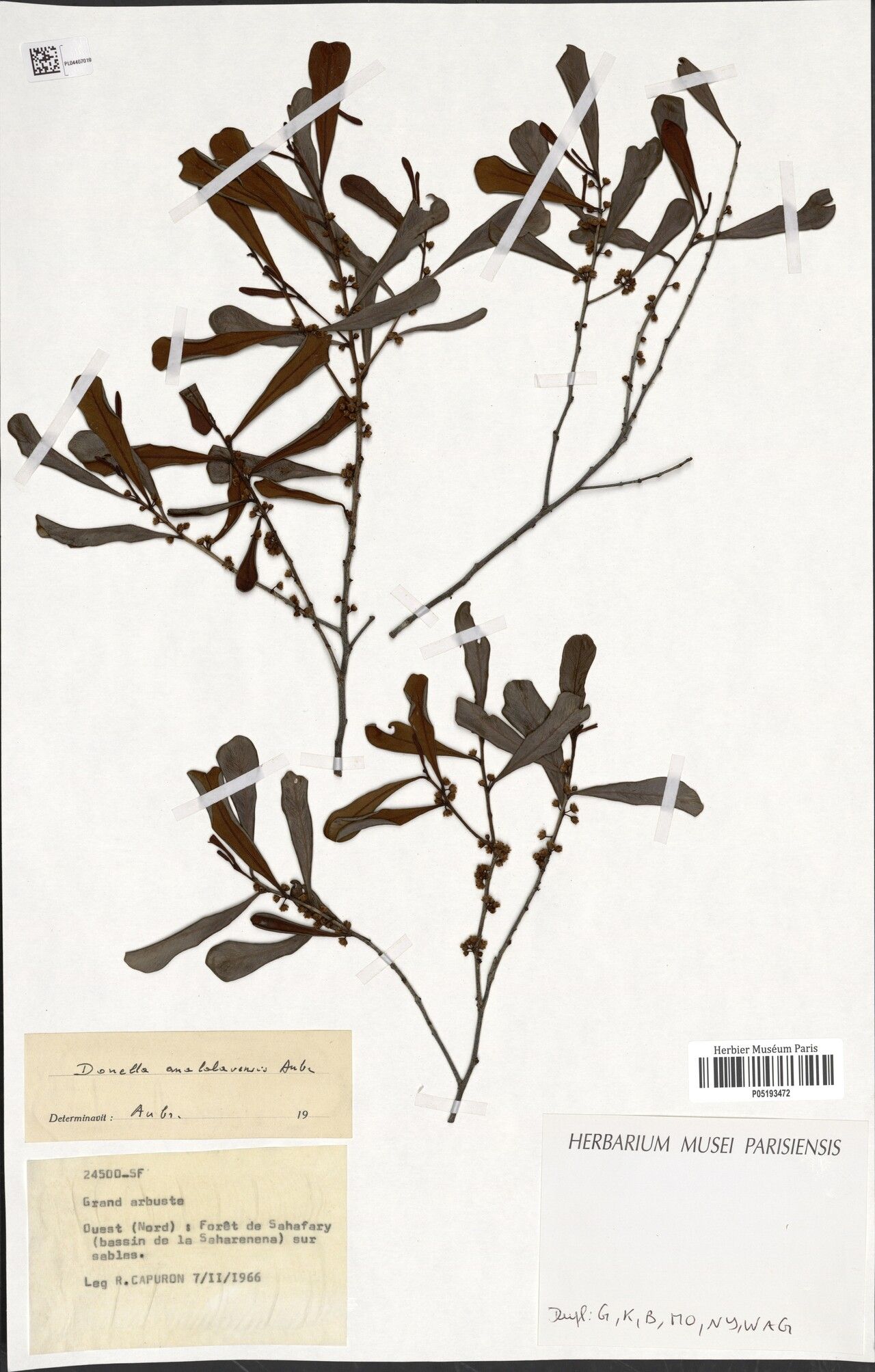 Donella analalavensis — related species from the same genus