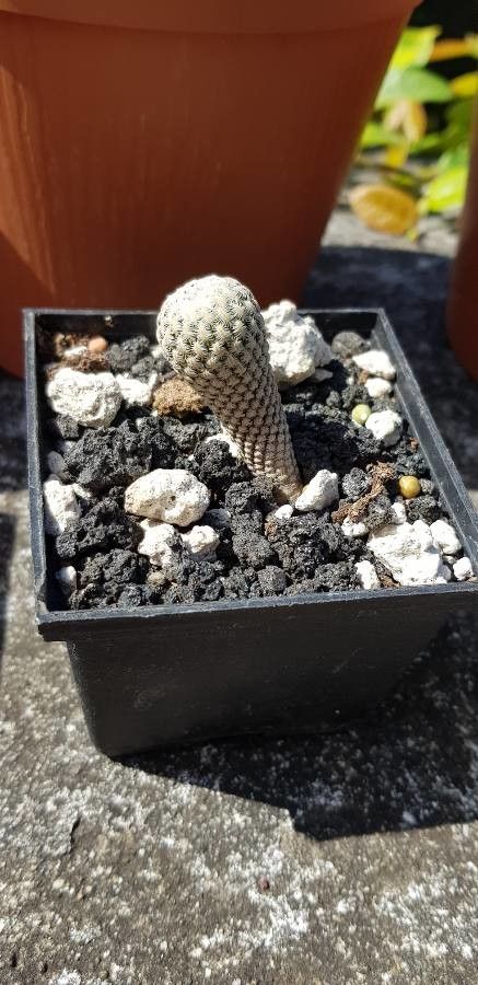 Mammillaria pectinifera bark