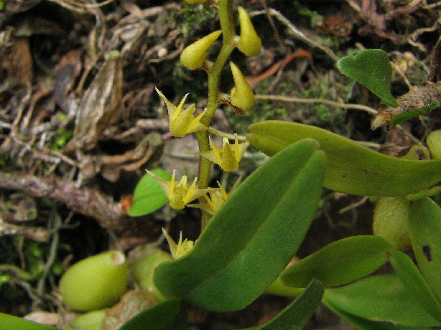 Bulbophyllum resupinatum flower