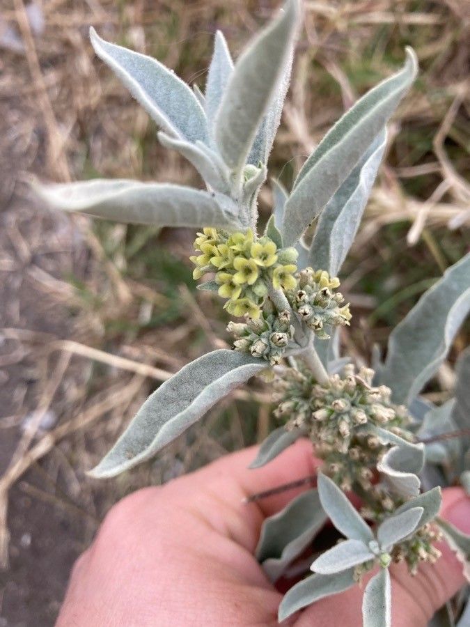 Buddleja sessiliflora flower
