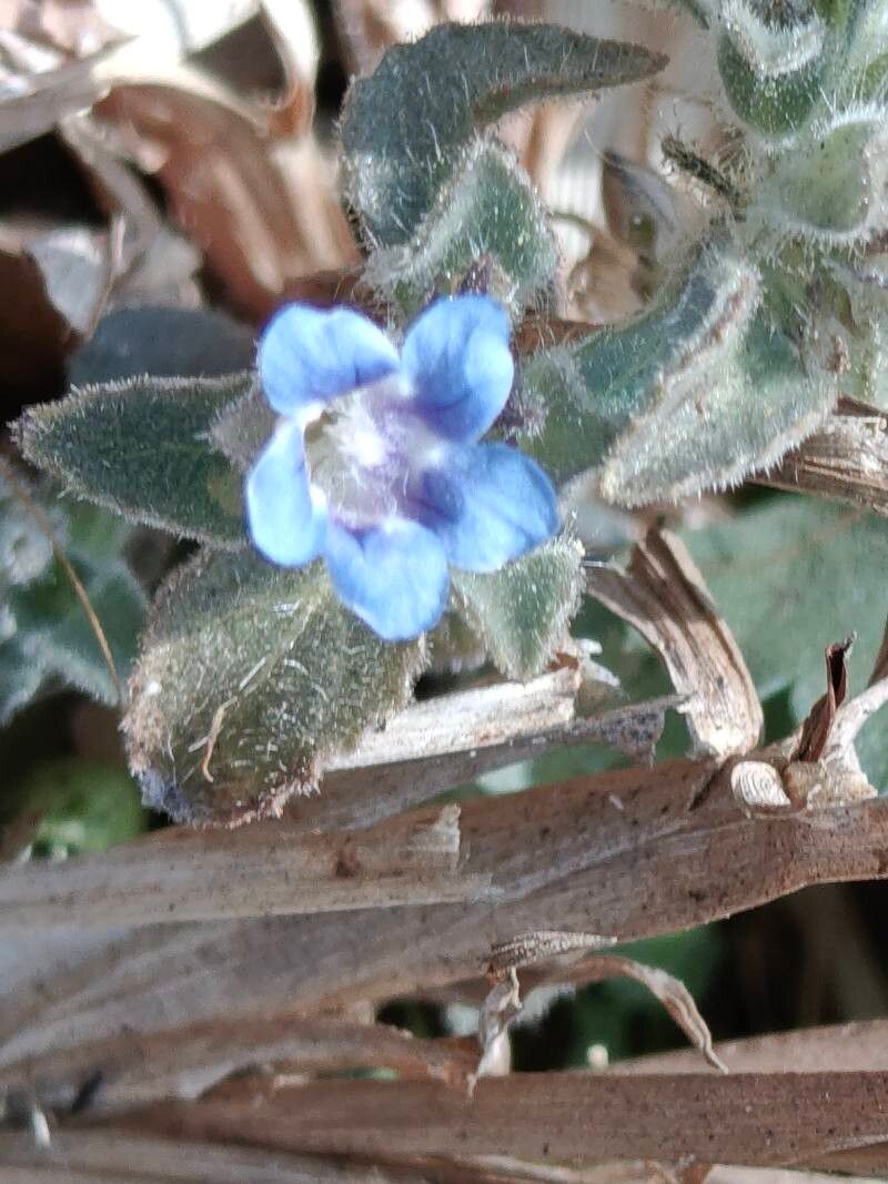 Strobilanthes pavala — search result for 'Strobilanthes'