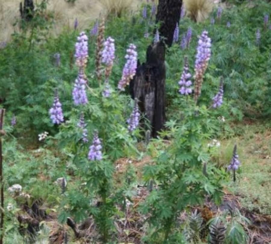 Lupinus elegans