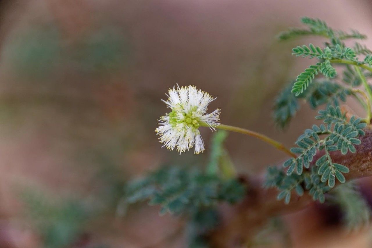 Vachellia tortilis flower