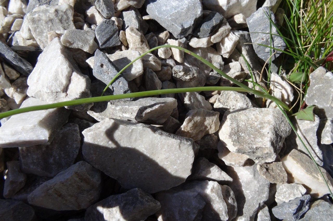 Allium sphaerocephalon — fragrant plants houseplant