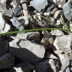 Allium sphaerocephalon