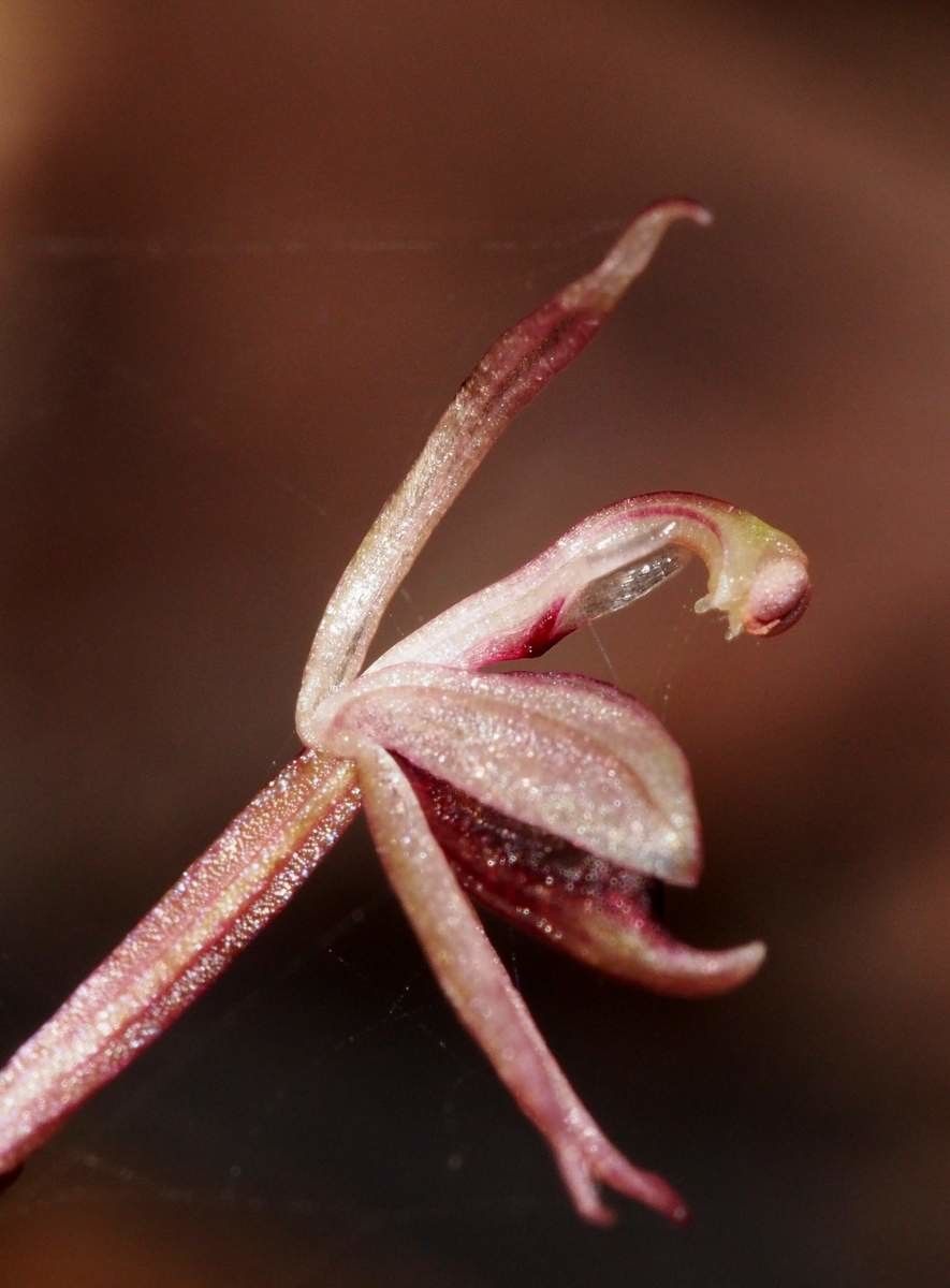Acianthus corniculatus fruit