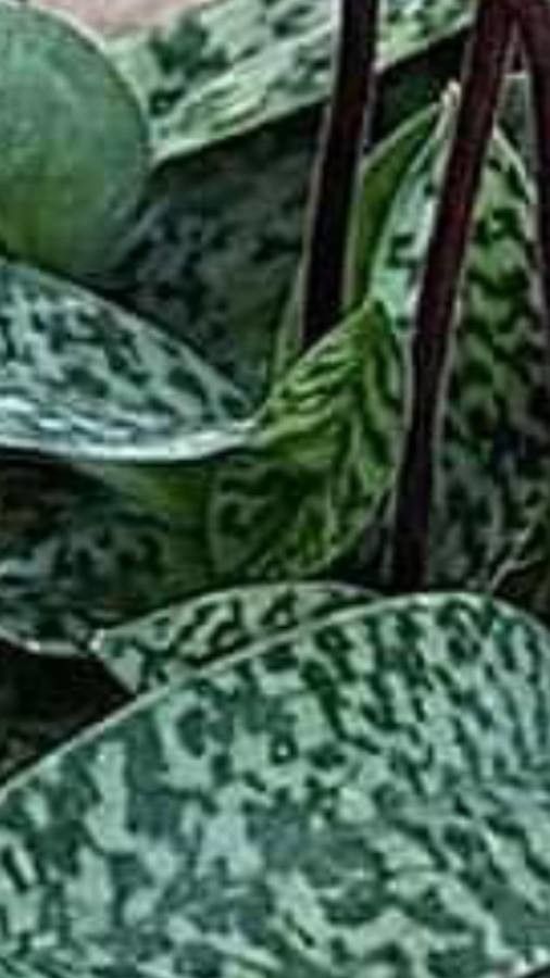 Paphiopedilum wardii — search result for 'Paphiopedilum'