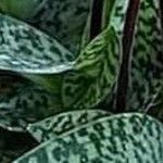 Paphiopedilum wardii