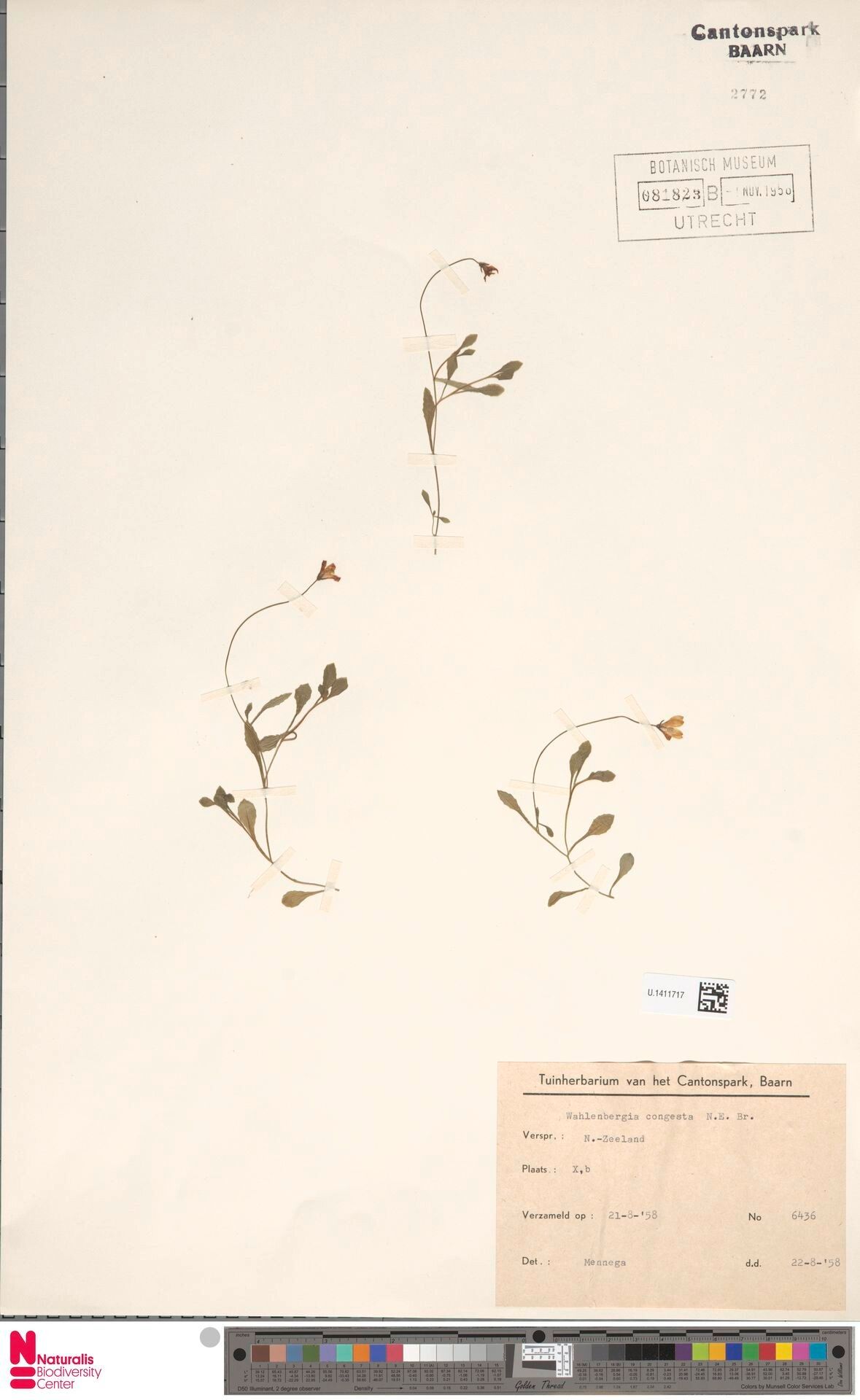 Wahlenbergia tenuiloba — houseplant care guide