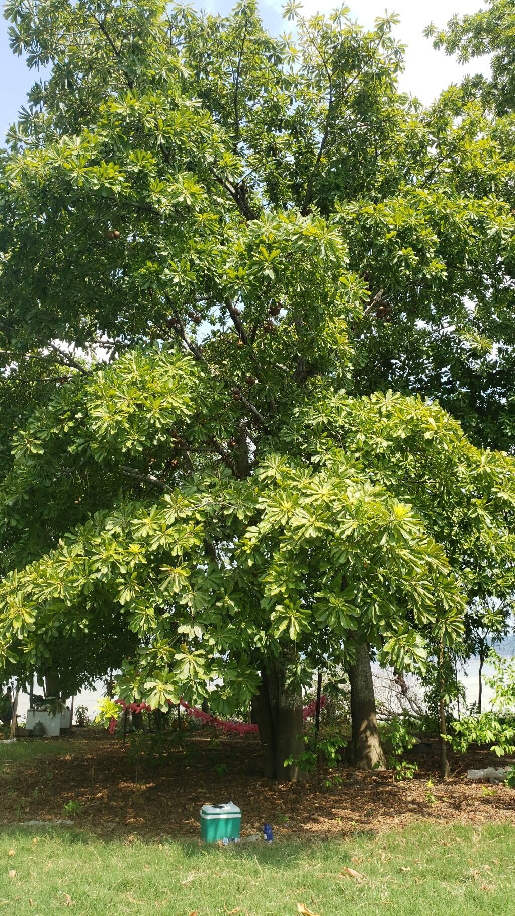 Couroupita subsessilis habit