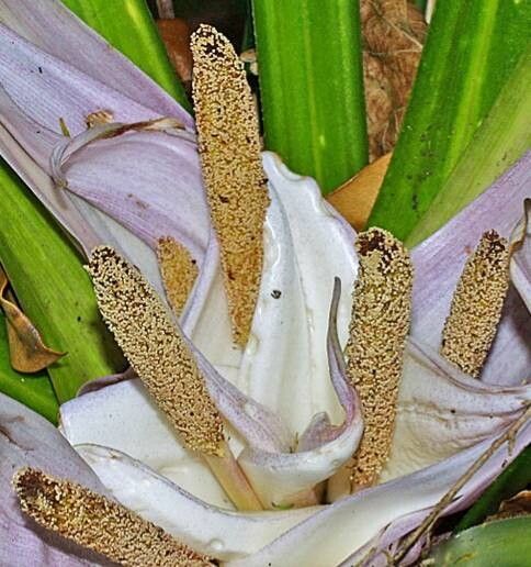 Freycinetia banksii flower