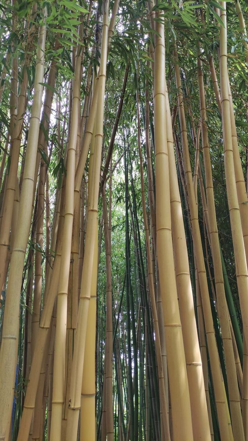 Phyllostachys vivax habit