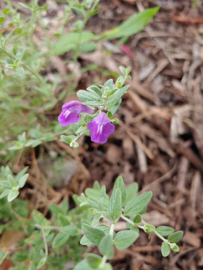 Scutellaria drummondii flower