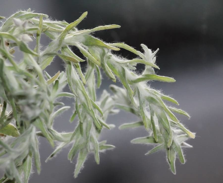 Filago arvensis — related species from the same genus