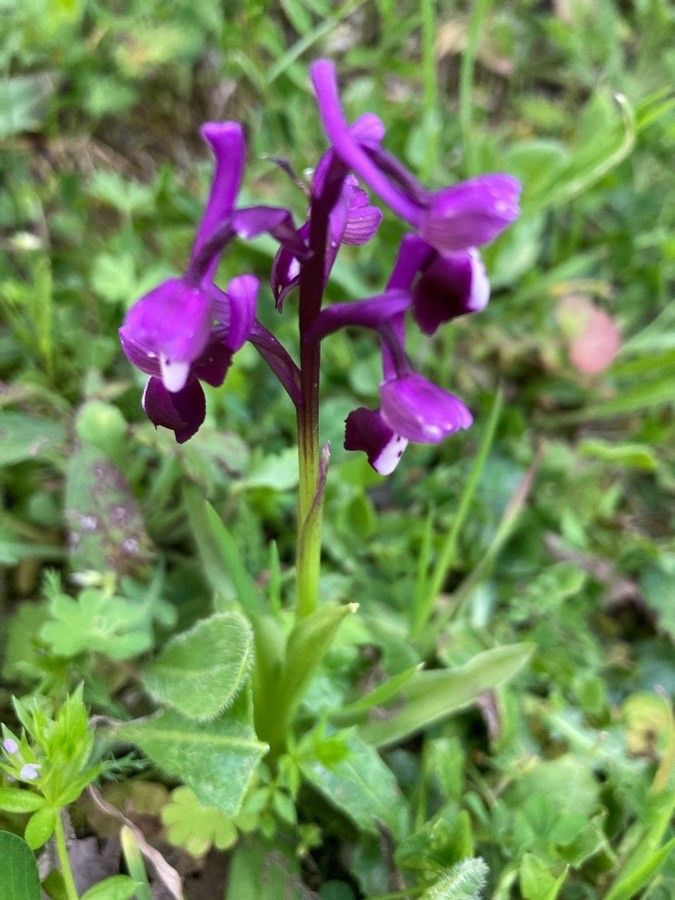 Anacamptis longicornu habit
