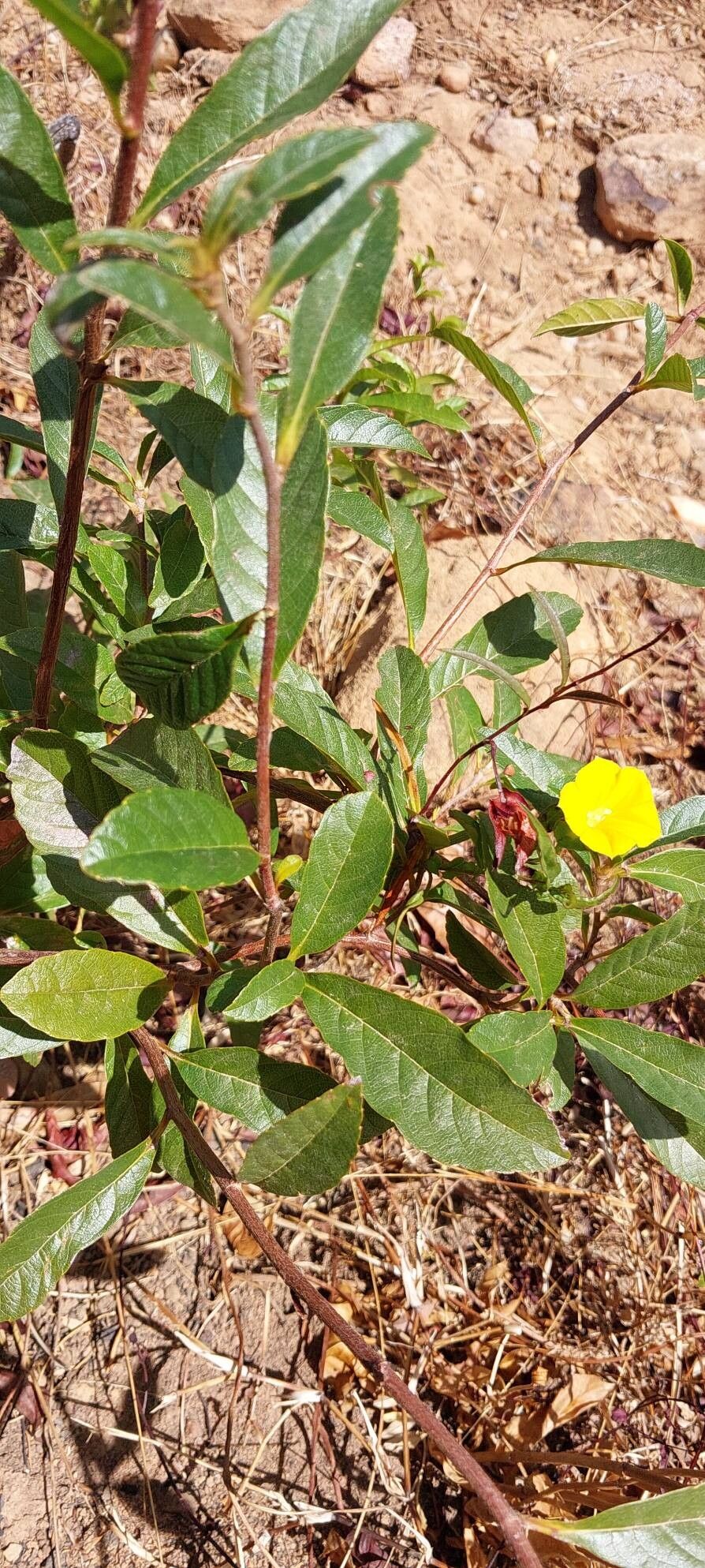 Hibiscus bernieri habit